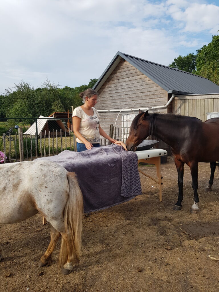 reiki paard