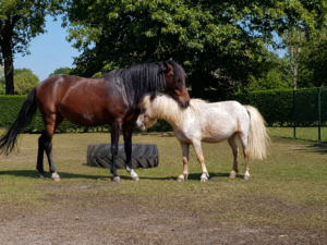 kennismaking paardencoaching